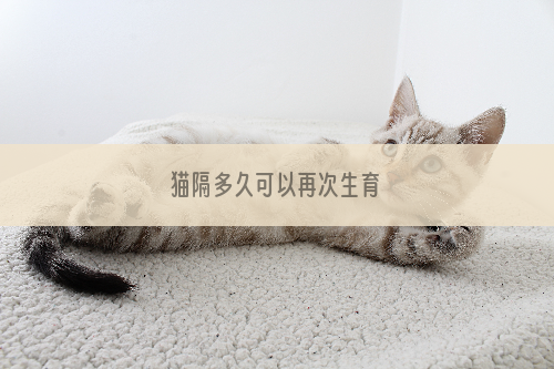 猫隔多久可以再次生育