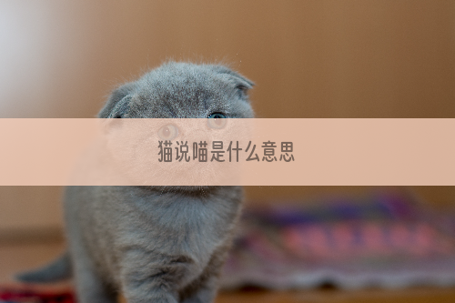 猫说喵是什么意思