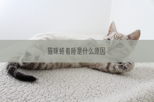 猫咪蜷着睡是什么原因