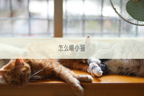 怎么喂小猫