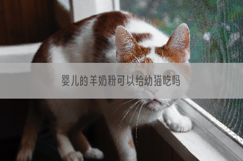 婴儿的羊奶粉可以给幼猫吃吗