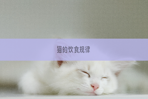 猫的饮食规律