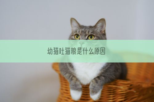 幼猫吐猫粮是什么原因