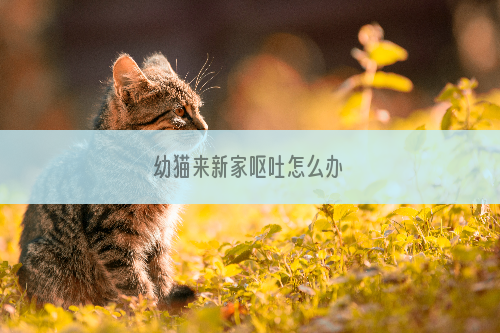 幼猫来新家呕吐怎么办