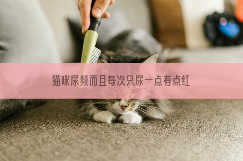 猫咪尿频而且每次只尿一点有点红色