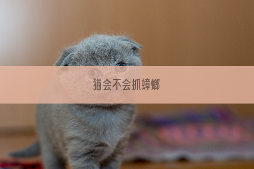 猫会不会抓蟑螂