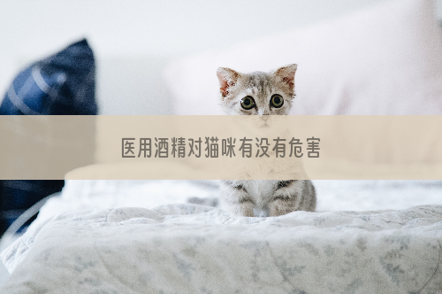 医用酒精对猫咪有没有危害
