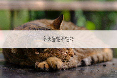 冬天猫怕不怕冷