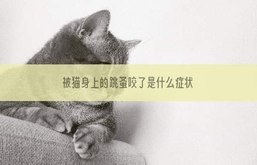 被猫身上的跳蚤咬了是什么症状