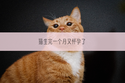 猫生完一个月又怀孕了