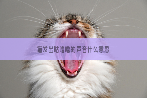 猫发出咕噜噜的声音什么意思