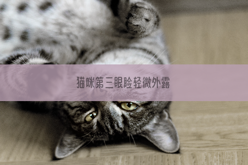猫咪第三眼睑轻微外露