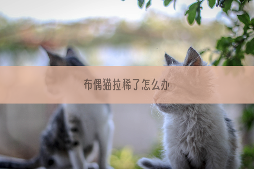 布偶猫拉稀了怎么办