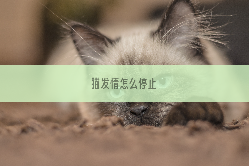 猫发情怎么停止