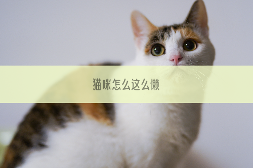 猫咪怎么这么懒