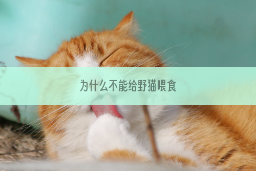 为什么不能给野猫喂食