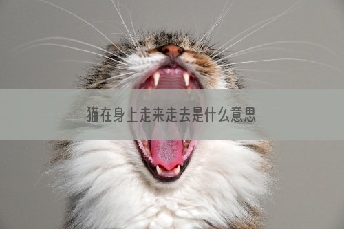 猫在身上走来走去是什么意思