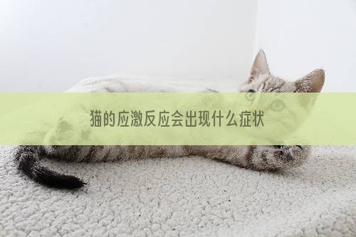 猫的应激反应会出现什么症状