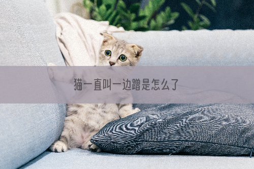 猫一直叫一边蹭是怎么了