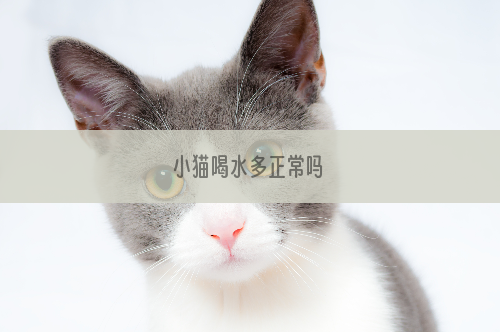 小猫喝水多正常吗