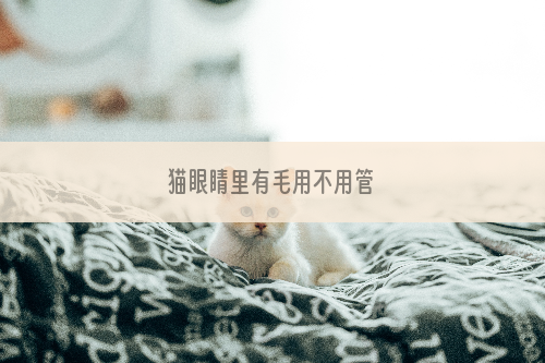 猫眼睛里有毛用不用管