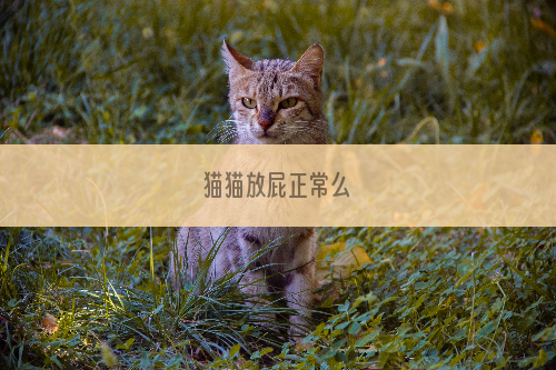 猫猫放屁正常么