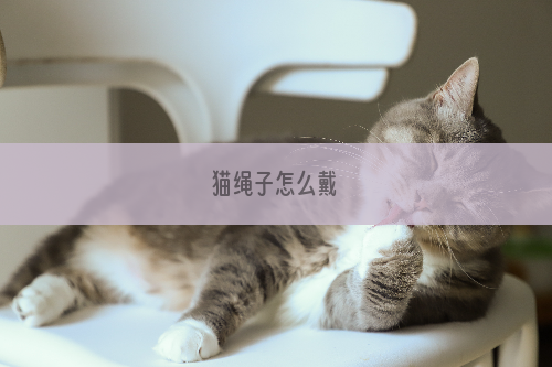 猫绳子怎么戴