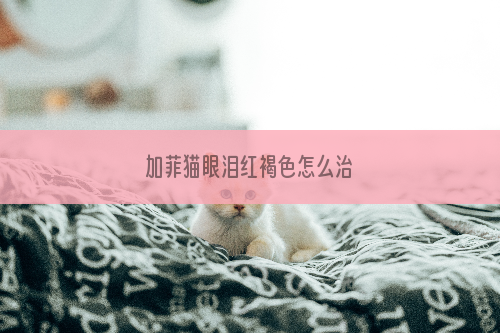 加菲猫眼泪红褐色怎么治