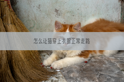 怎么让猫穿上衣服正常走路