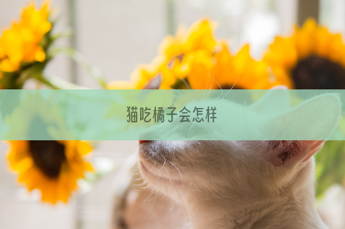 猫吃橘子会怎样