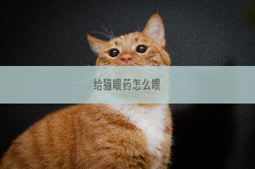 给猫喂药怎么喂