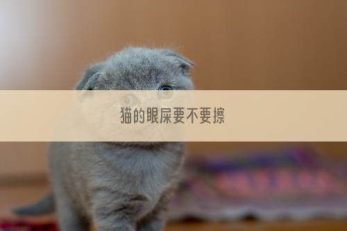 猫的眼屎要不要擦