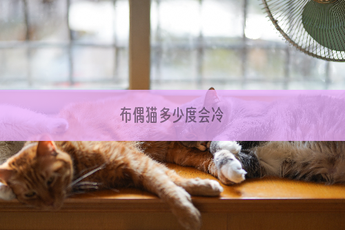 布偶猫多少度会冷