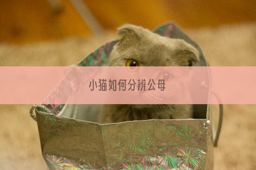 小猫如何分辨公母