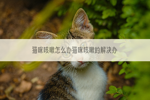 猫咪咳嗽怎么办猫咪咳嗽的解决办法