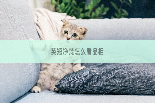 英短净梵怎么看品相
