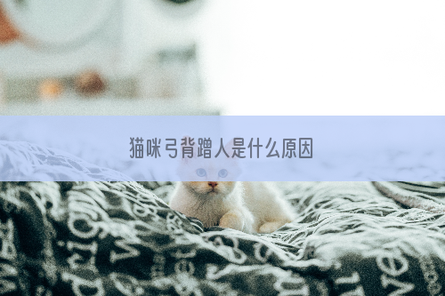 猫咪弓背蹭人是什么原因