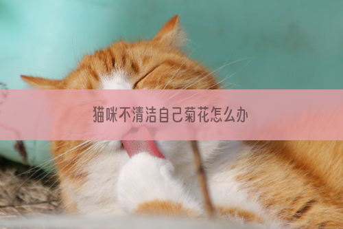 猫咪不清洁自己菊花怎么办