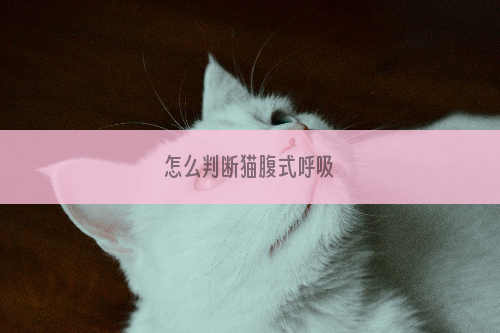 怎么判断猫腹式呼吸