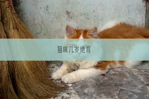 猫咪几岁绝育