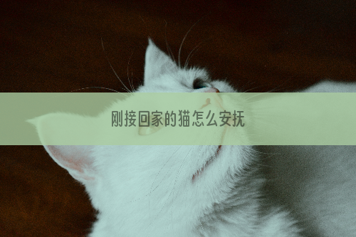 刚接回家的猫怎么安抚