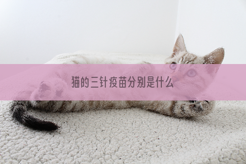 猫的三针疫苗分别是什么