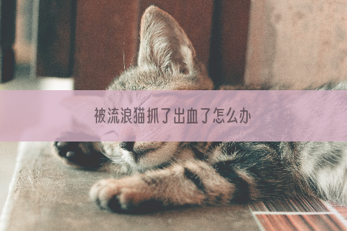 被流浪猫抓了出血了怎么办