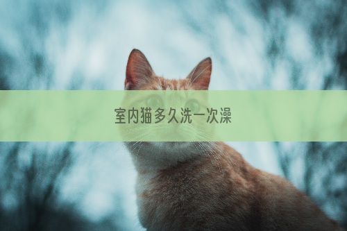 室内猫多久洗一次澡