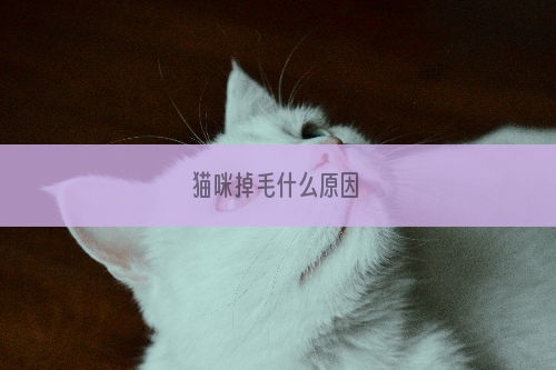 猫咪掉毛什么原因