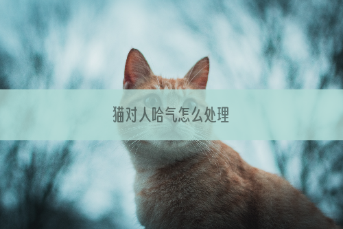 猫对人哈气怎么处理