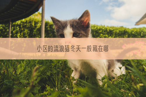 小区的流浪猫冬天一般藏在哪