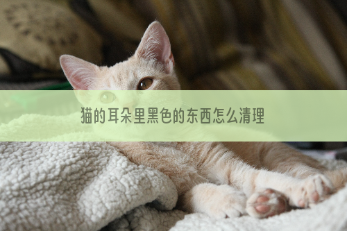 猫的耳朵里黑色的东西怎么清理