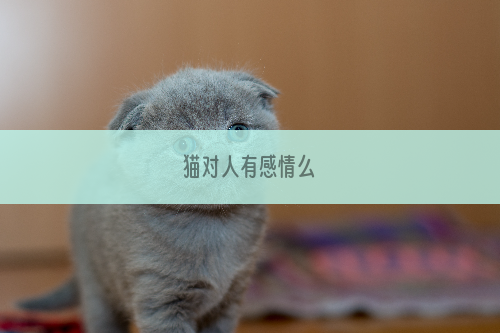 猫对人有感情么