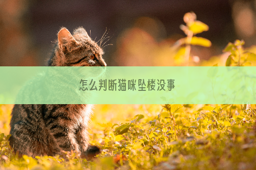 怎么判断猫咪坠楼没事
